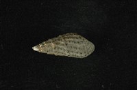 藏品(結節蜷)的圖片